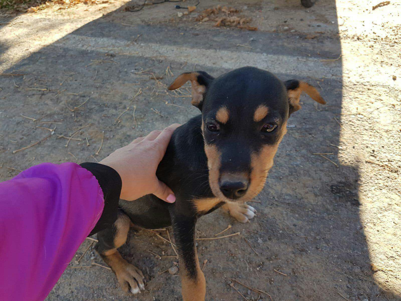 Adopta A SASHA Mestizo Bodeguero En Madrid