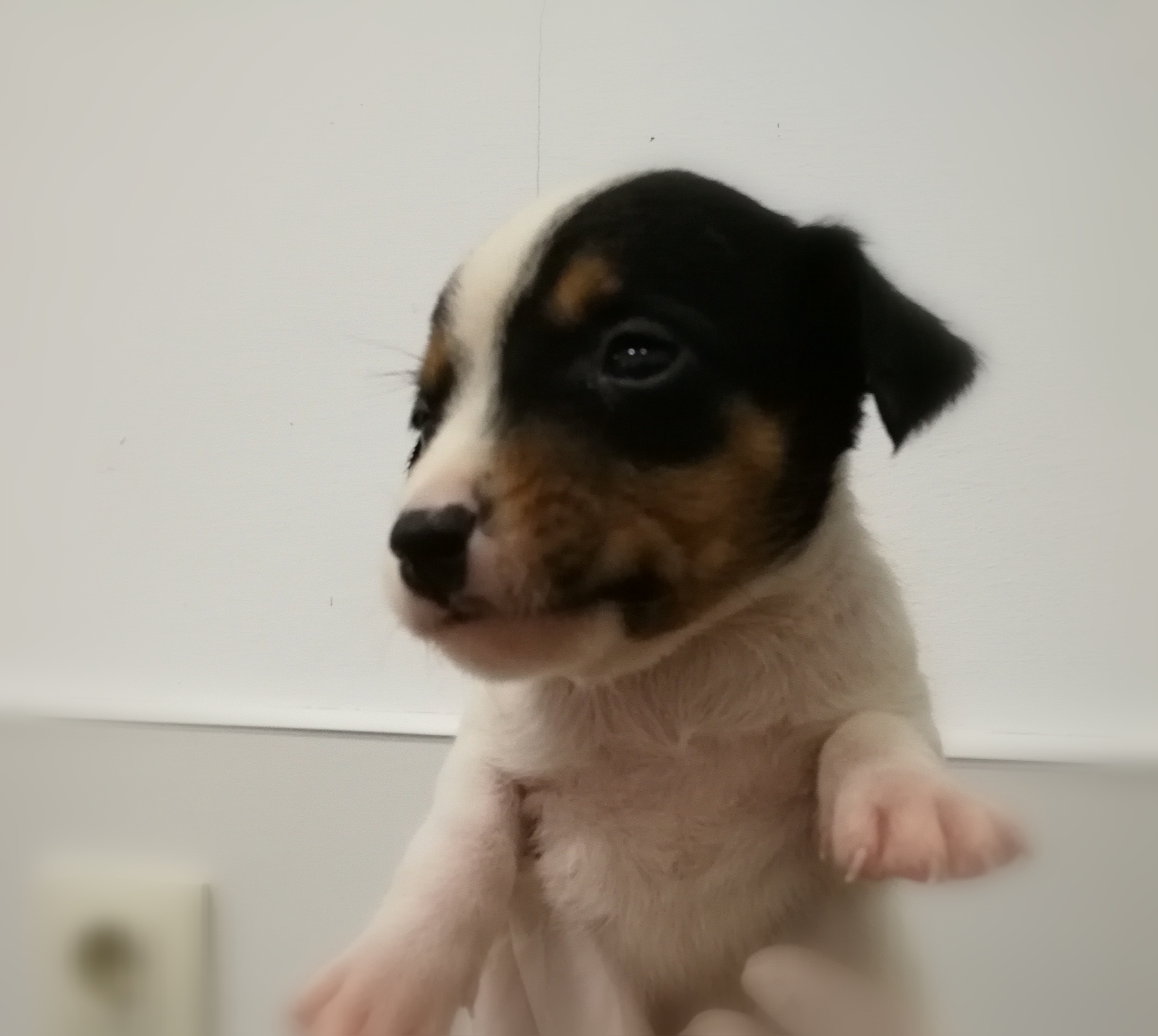 Adopta A ADOPTADO Bodeguero En Madrid