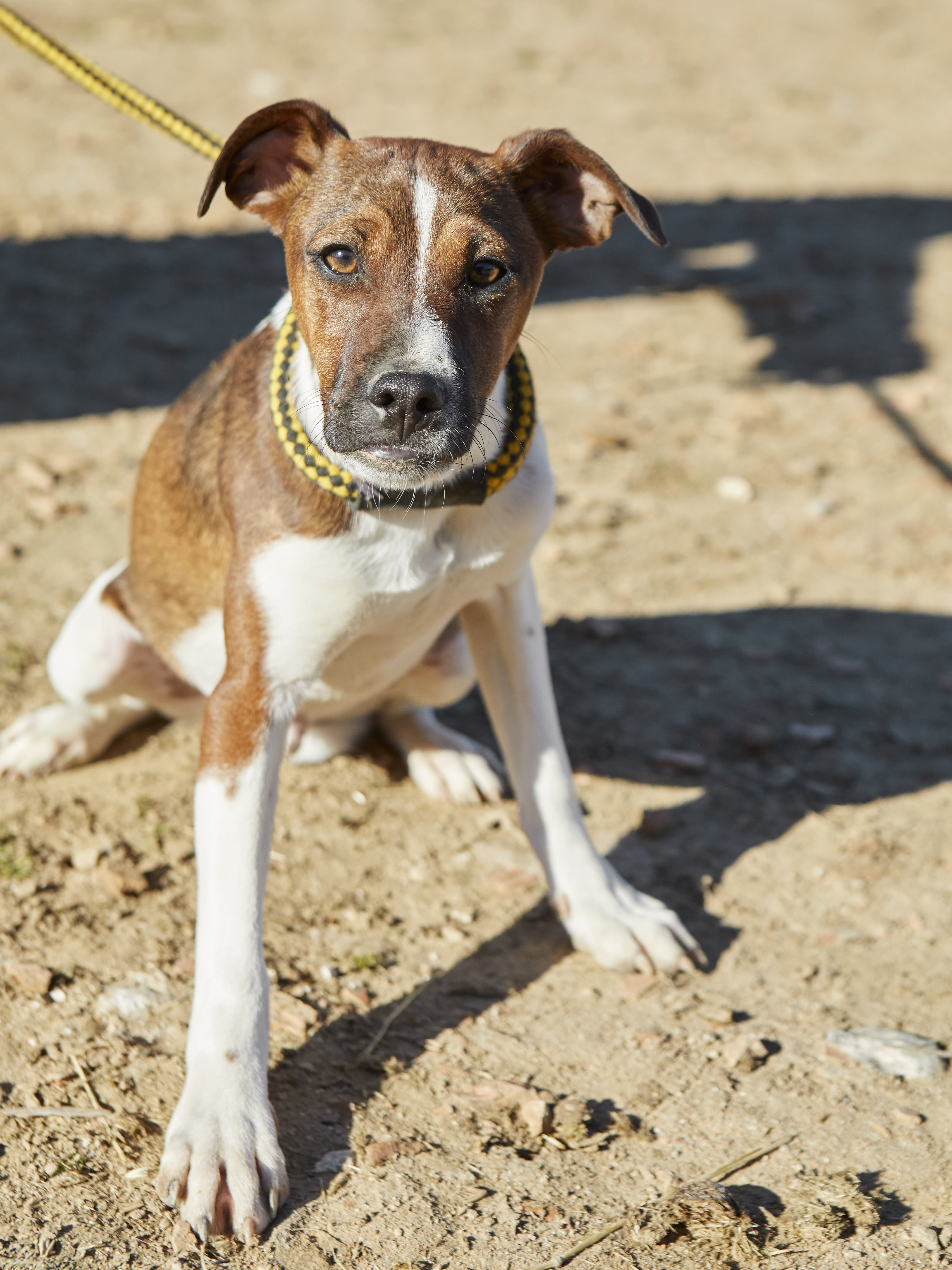 Adopta A MAUI CRUCE BODEGUERO En Madrid