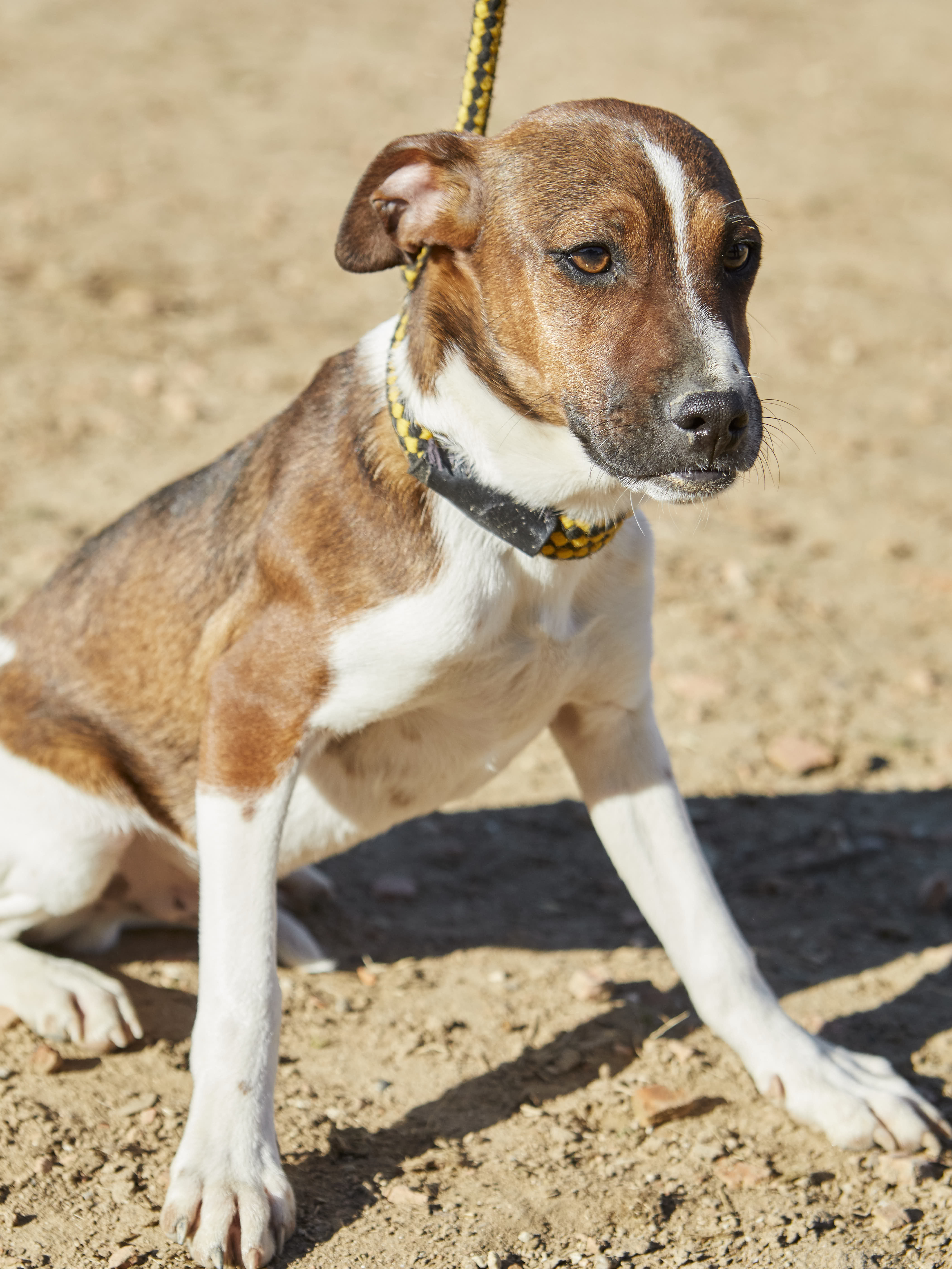 Adopta A MAUI CRUCE BODEGUERO En Madrid