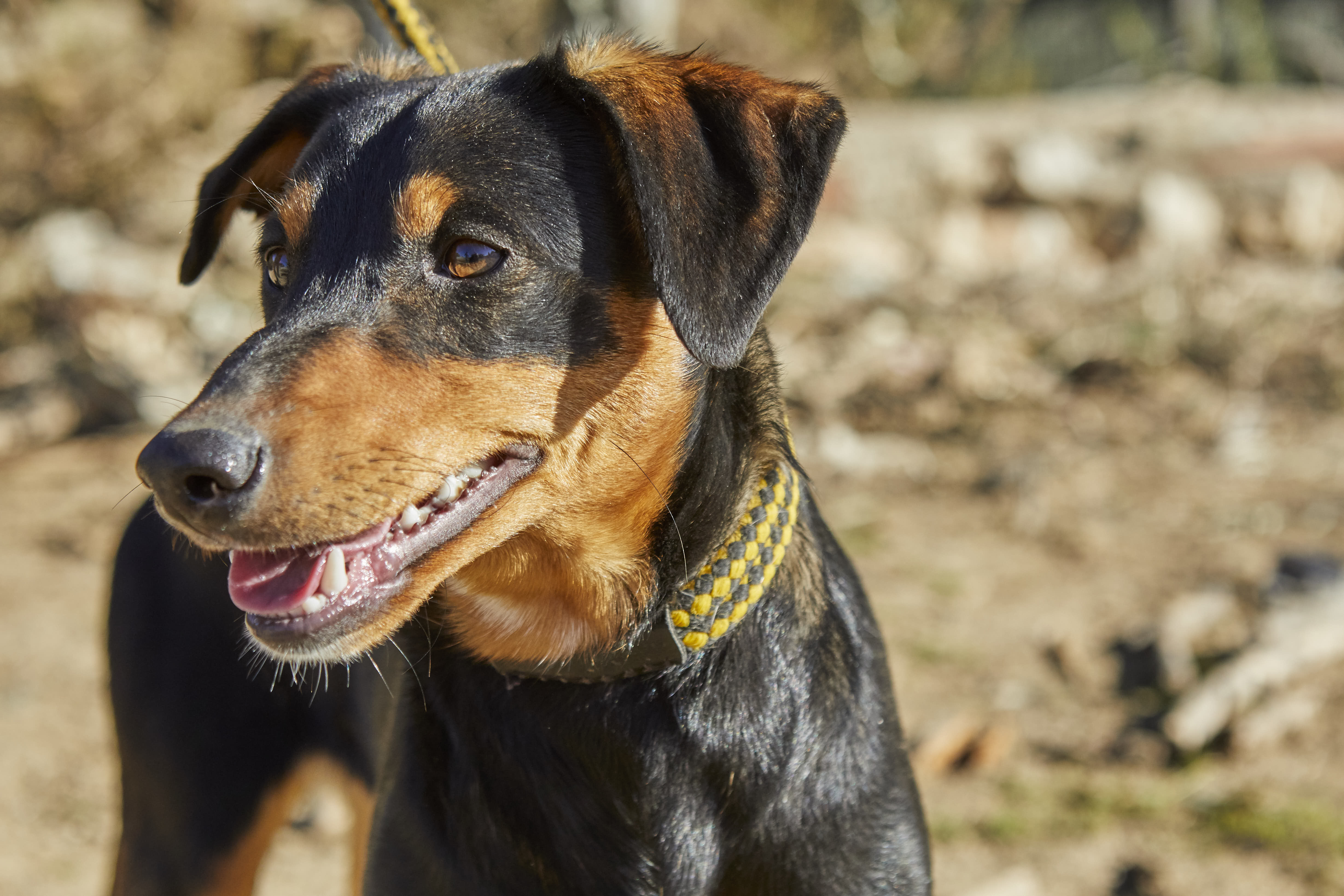 Adopta A KIMI CRUCE DE PODENCO En Madrid