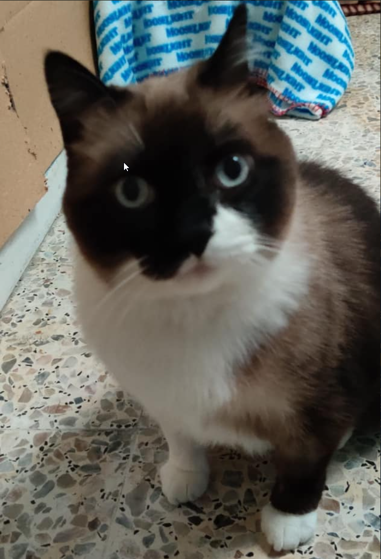 Adopta a Fufi Snowshoe en Madrid
