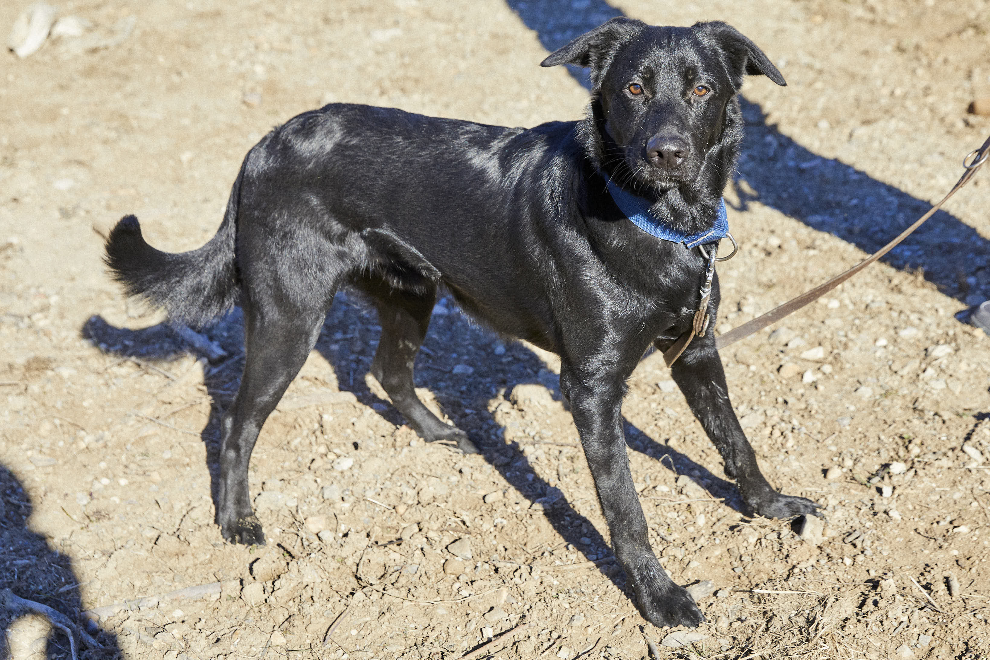 Cruce Pastor Belga Y Border Collie Adopta a LOGAN CRUCE PASTOR BELGA en Madrid