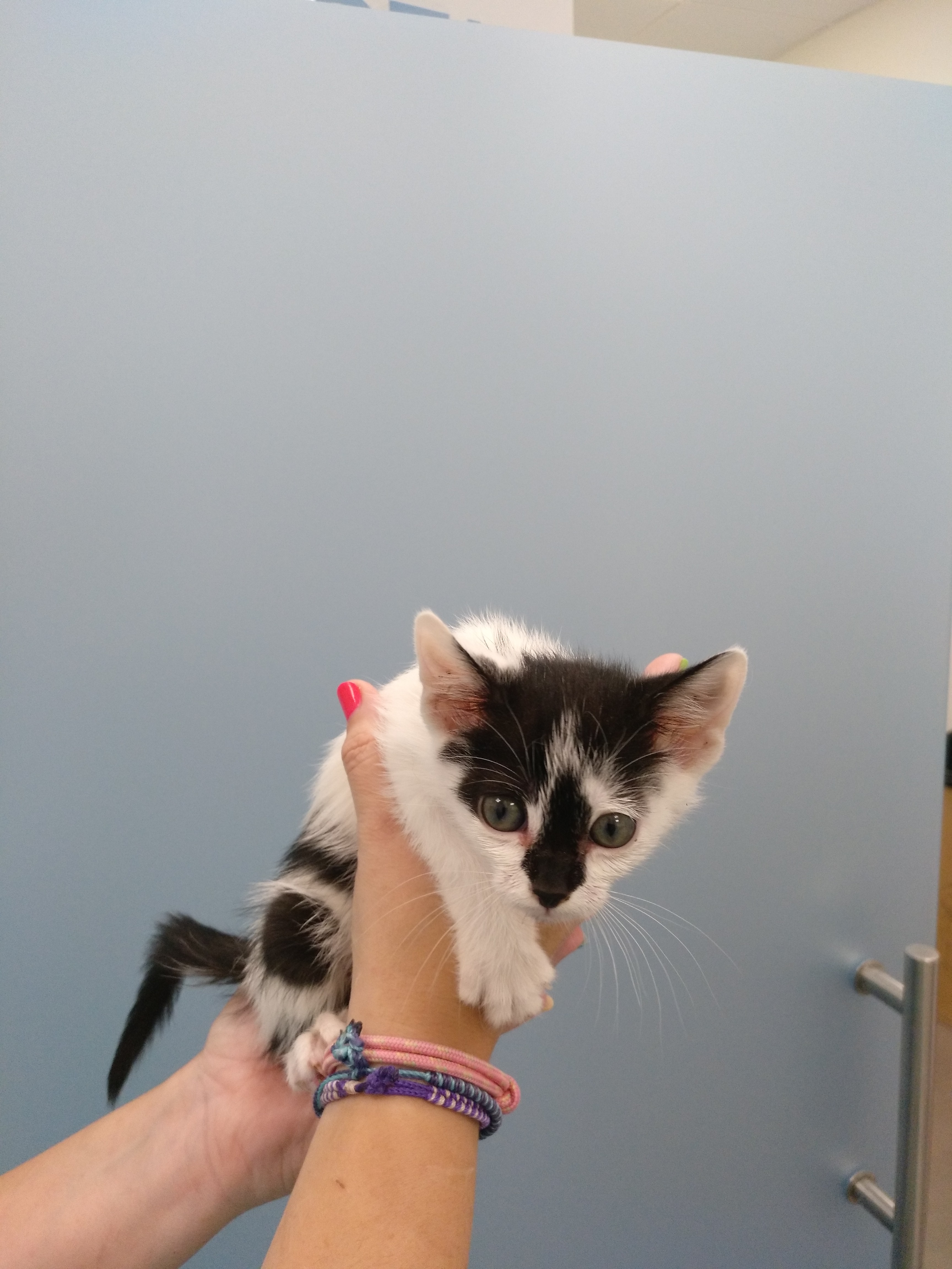 Adopta a ESMERALDA EUROPEO en Zaragoza