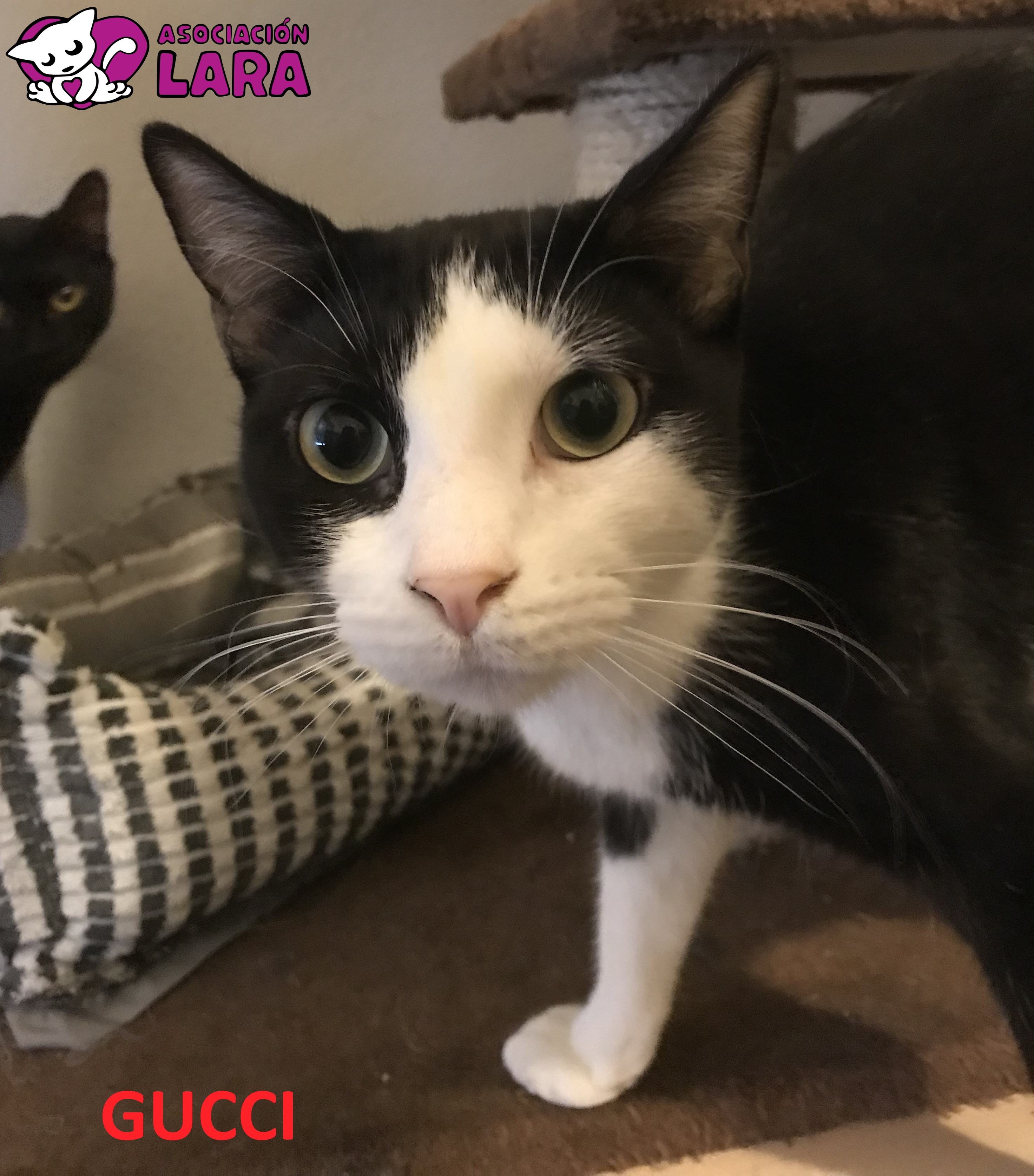 Adopta a Gucci Europeo en Madrid