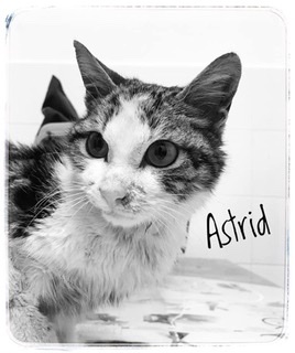 Adopta a Astrid Común en Ciudad Real