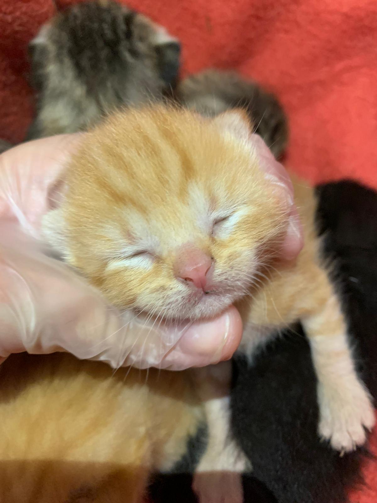 Adopta a GATITOS Europeo en Barcelona