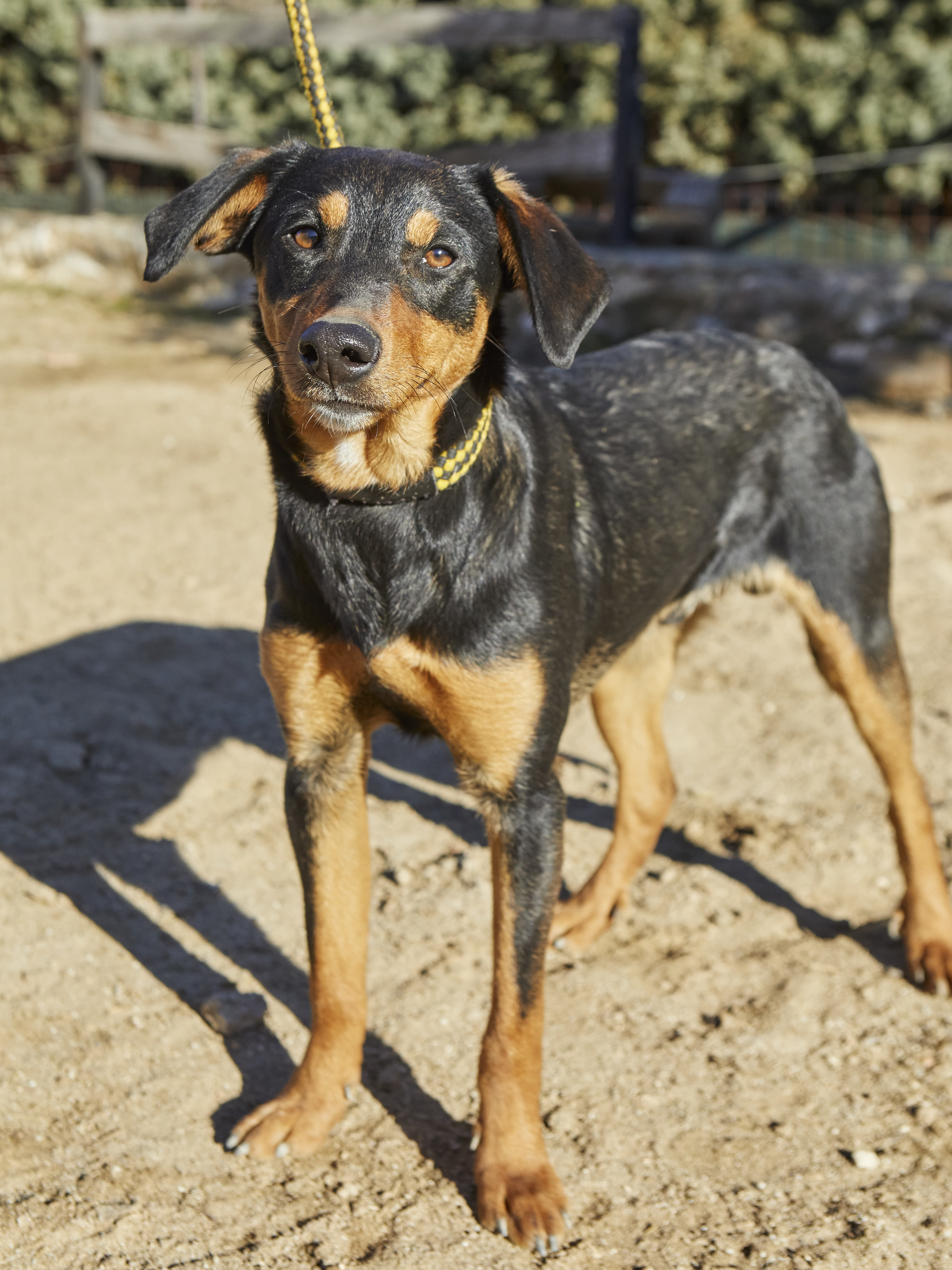 Adopta A KIMI CRUCE DE PODENCO En Madrid