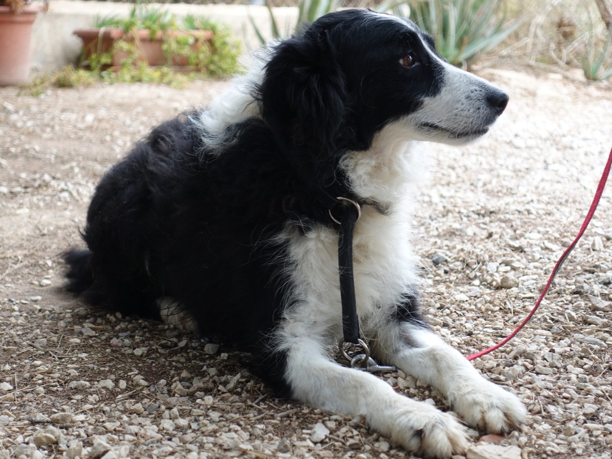 se puede registrar un border collie registrado en abca con akc