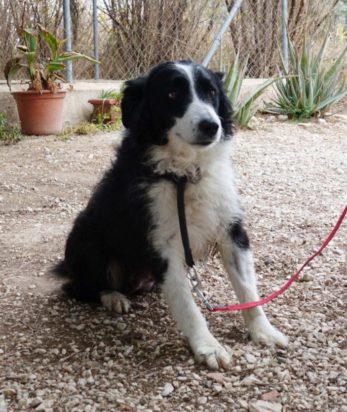 se puede registrar un border collie registrado en abca con akc