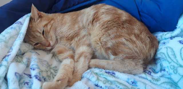 Adopta a CACHOPO Común Europeo en Madrid