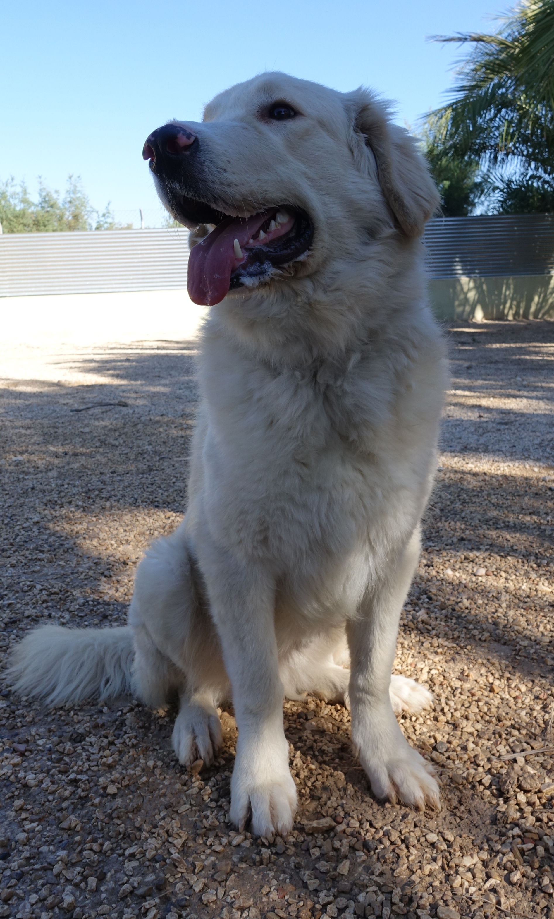 Adopta A Silma Mestizo Golden Retriever Mestizo Mastin En Alicante