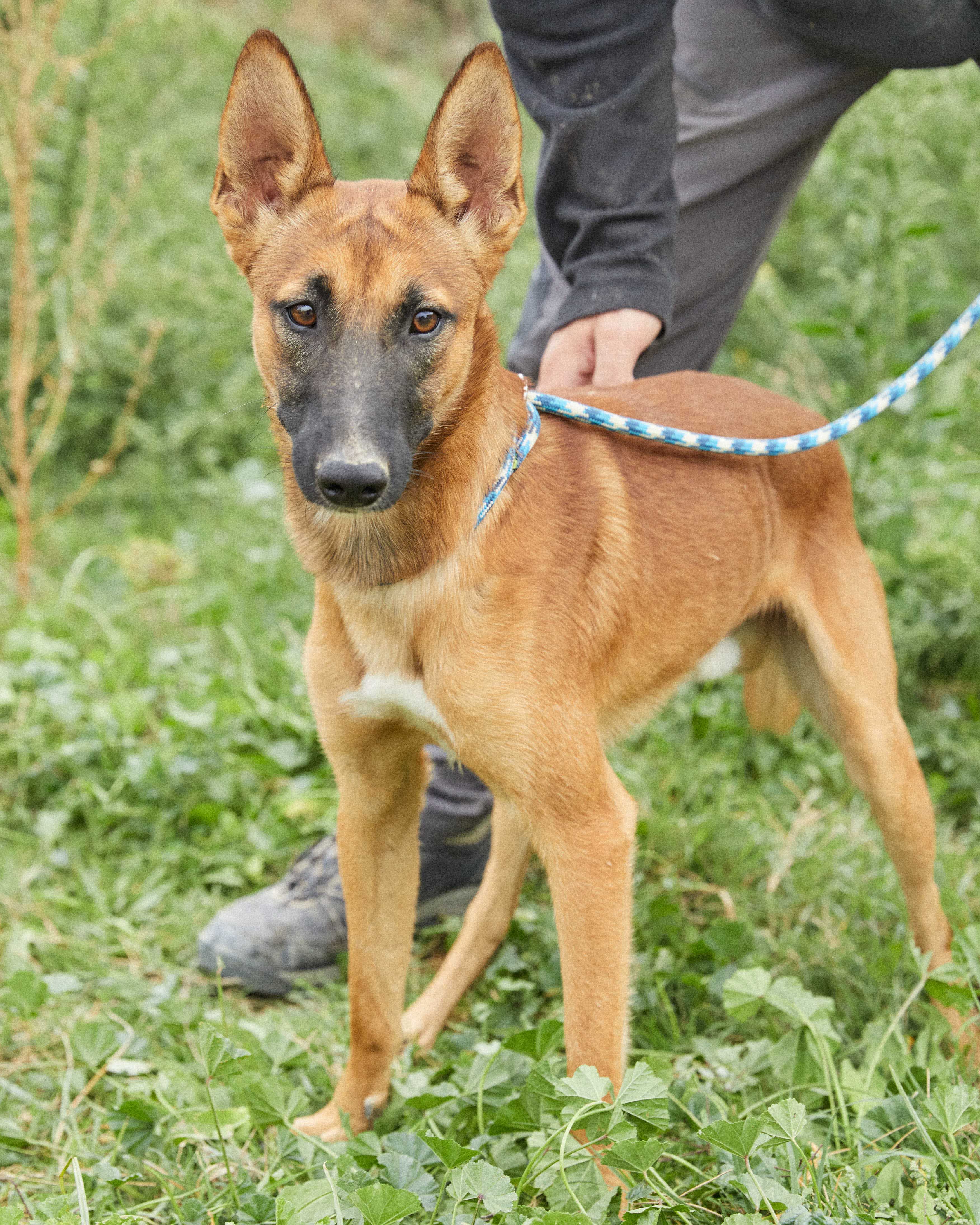 Cruce Pastor Belga Y Border Collie Adopta a MAKO PODENCO&PASTOR BELGA en Madrid