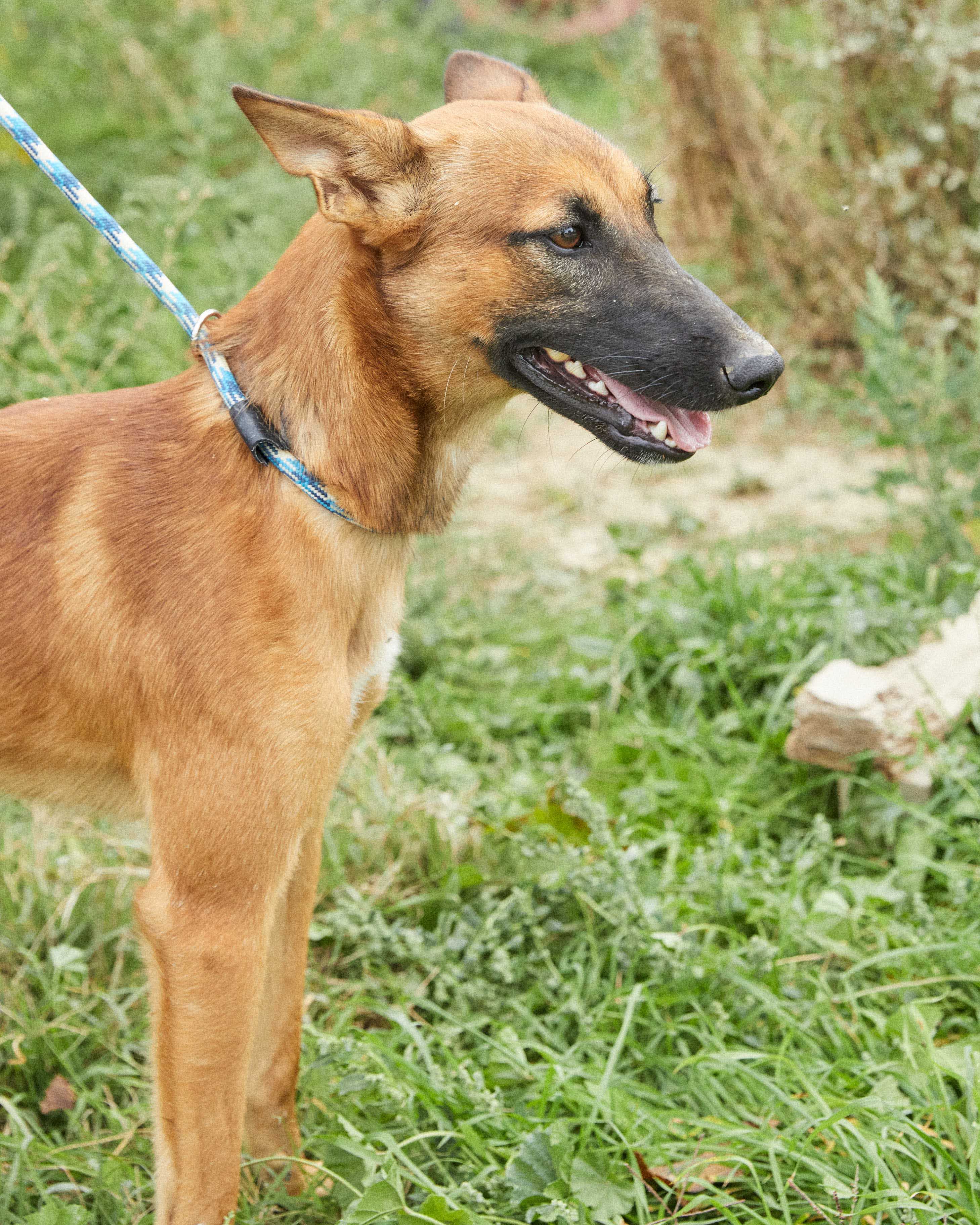 Cruce Pastor Belga Y Border Collie Adopta a MAKO PODENCO&PASTOR BELGA en Madrid