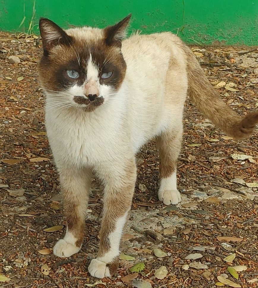Adopta a LEO Siamés Snowshoe en Madrid
