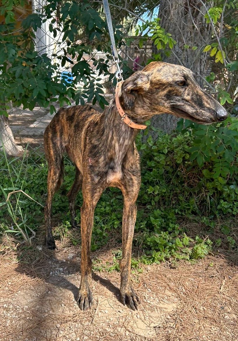es un galgo una buena mascota familiar